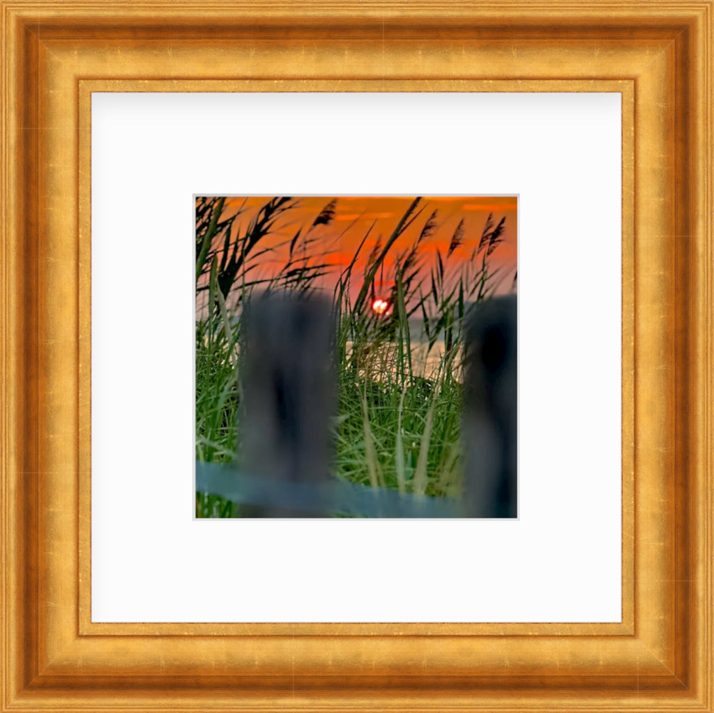 Framed PIcture Of A Sunset peeking through reeds at the beach