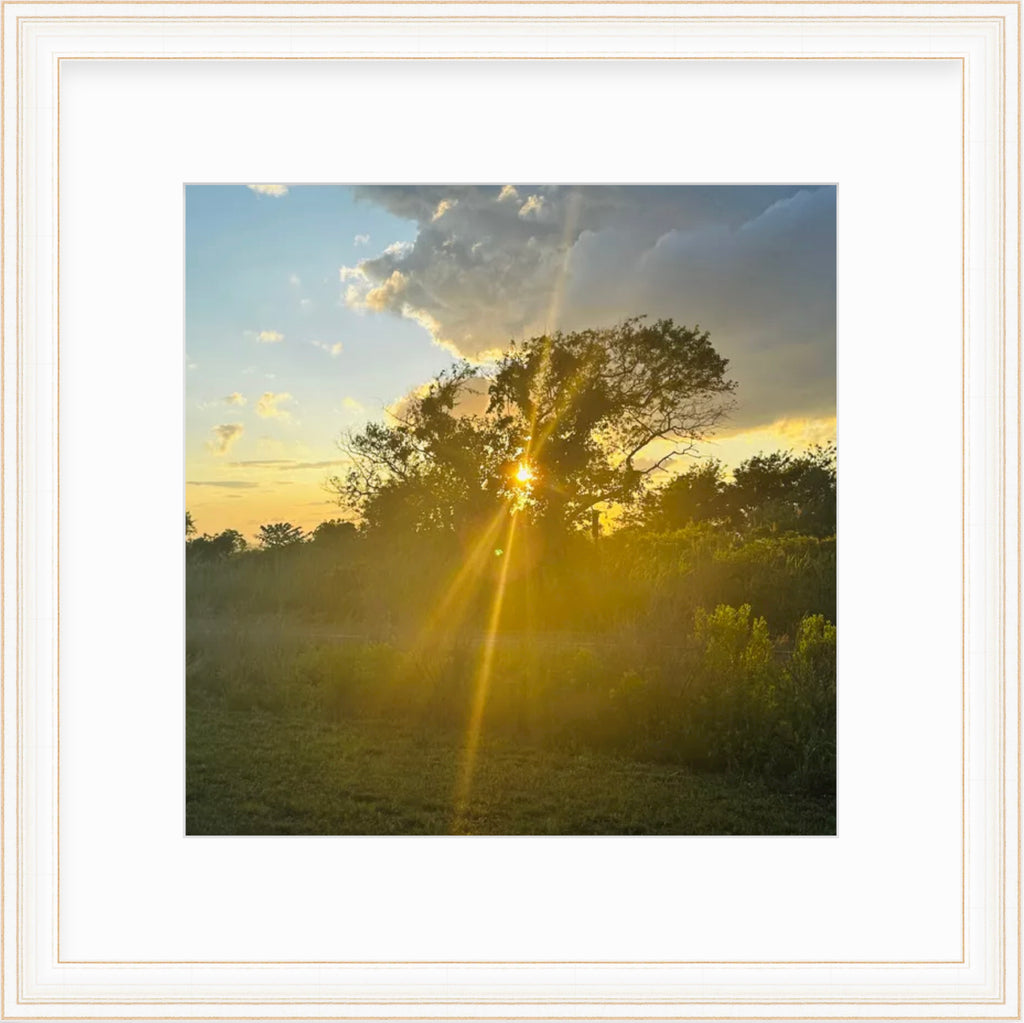 Framed Picture Of A Sunset Behind A Tree