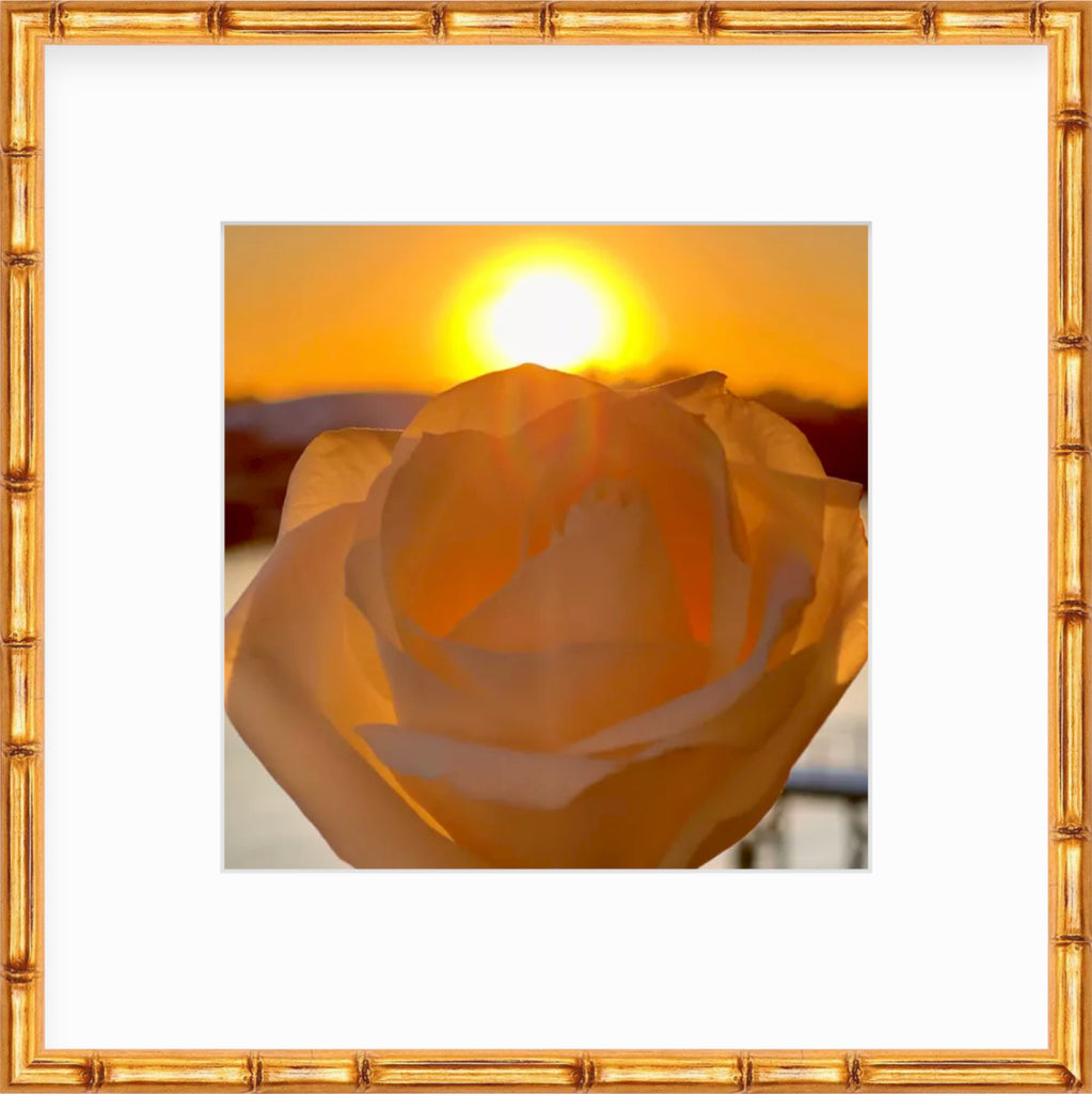 Framed Picture Of A White Rose In Front Of A Yellow Sunset