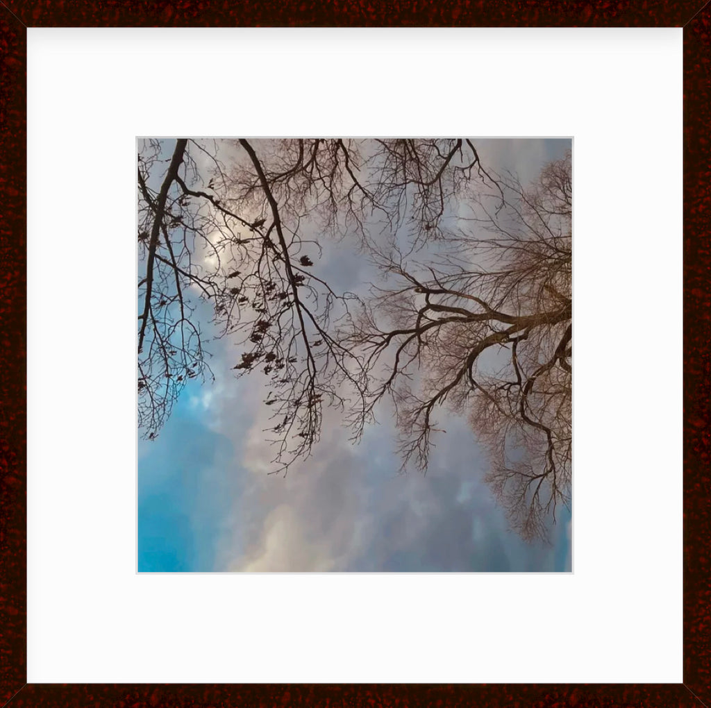 Framed Picture Of Tree Limbs In Front Of White Clouds