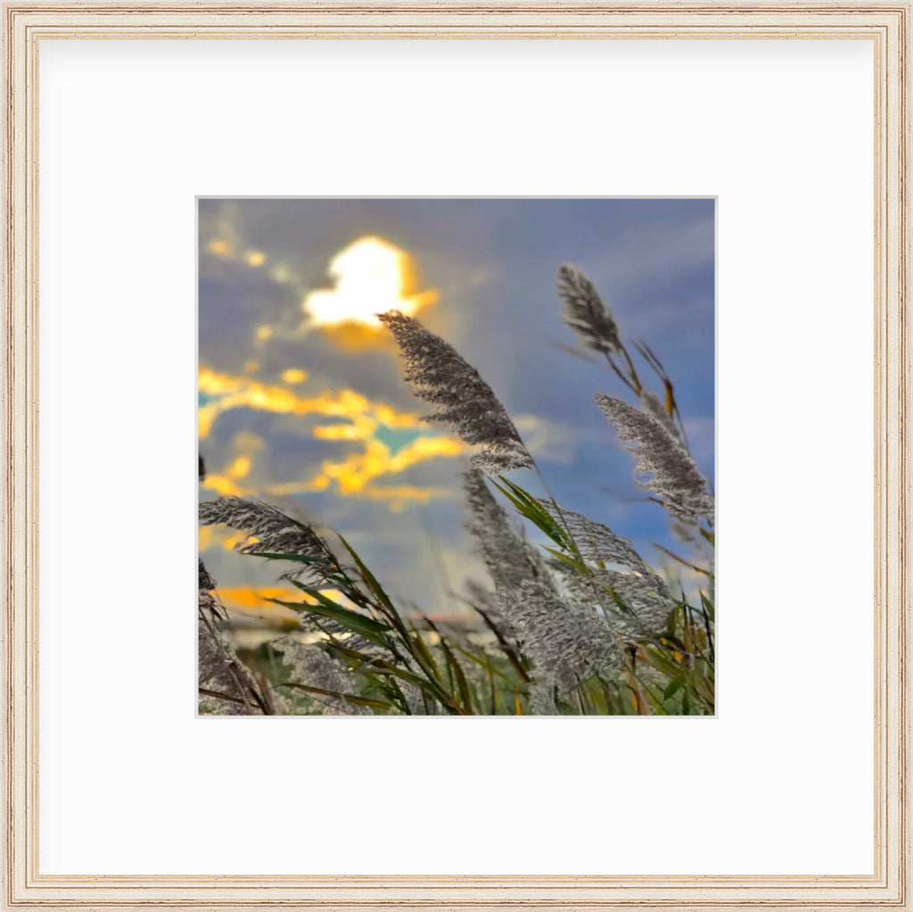 Framed Picture Of A Sunset Behind Reeds In Focus