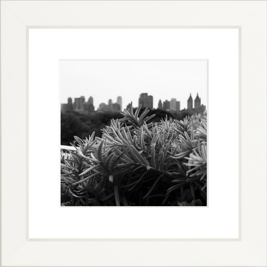 Framed Picture Of A City Skape Behind Focused Leaves