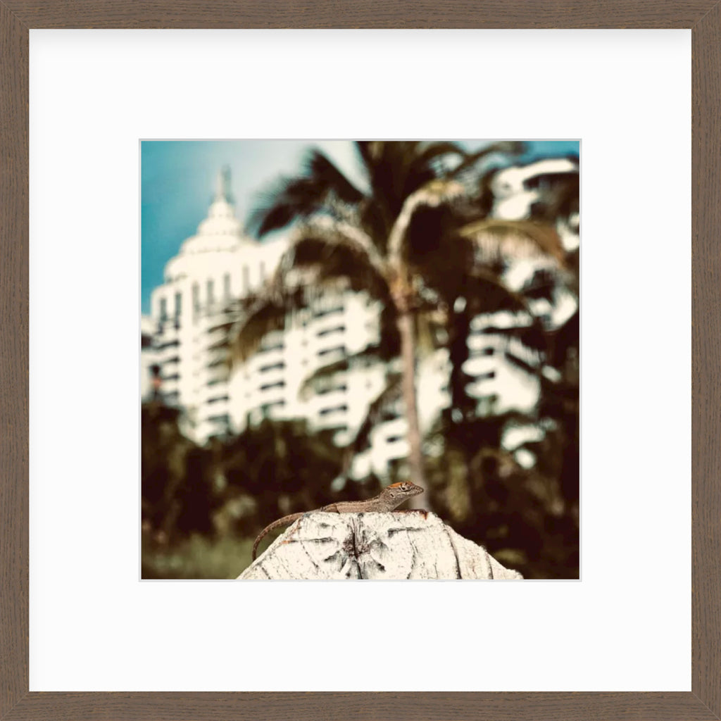 Framed Picture Of A Lizard In Focus In Front Of A Palm Tree