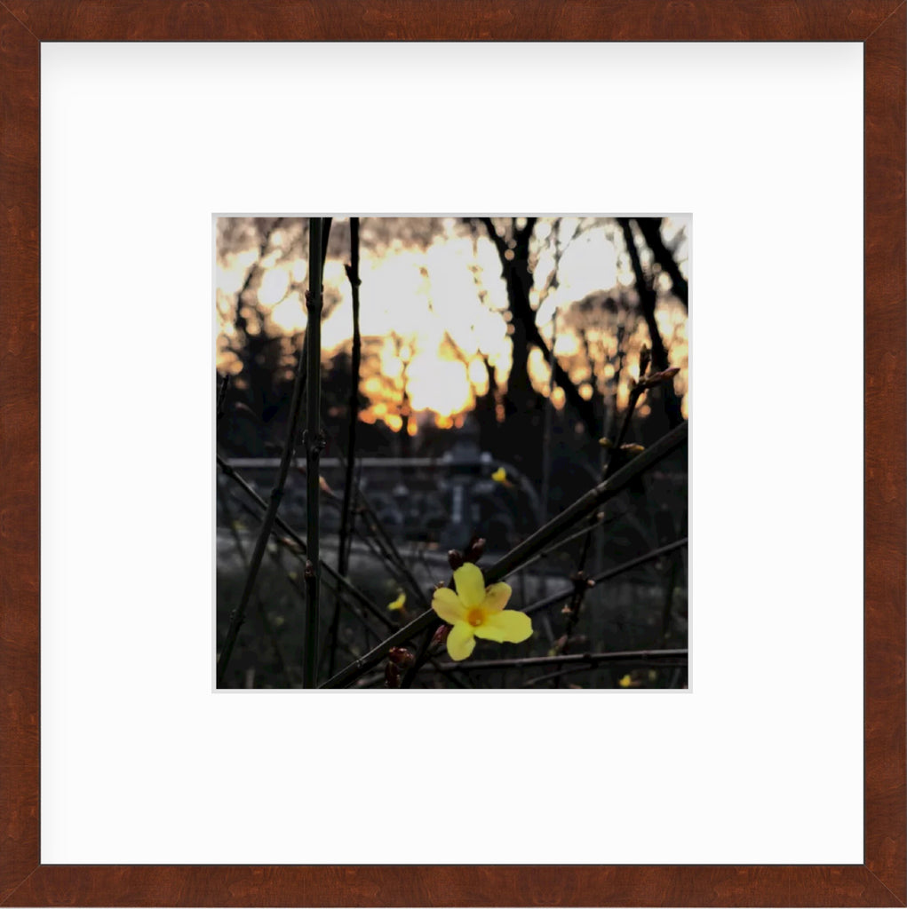 Framed Picture Of A Yellow Flower In Front Of A Sunset